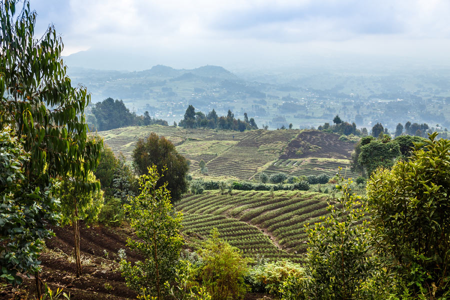 Rwanda - Dian Fossey, La Passion des Gorilles