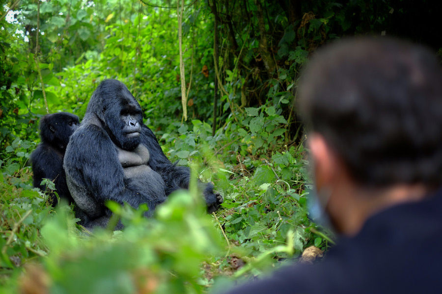 Rwanda - Dian Fossey, La Passion des Gorilles