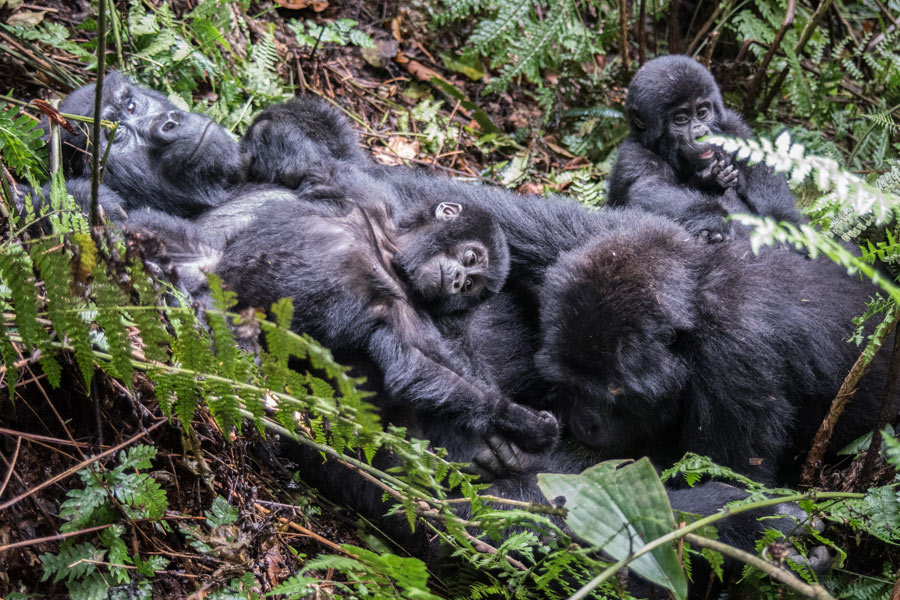 Rwanda - Dian Fossey, La Passion des Gorilles