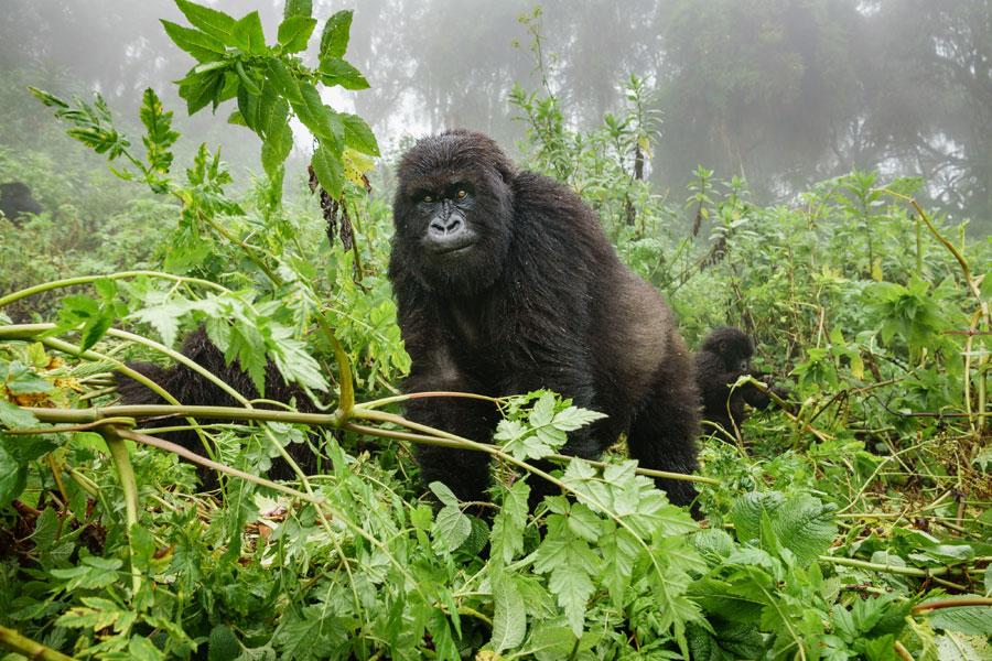 Rwanda - Dian Fossey, La Passion des Gorilles