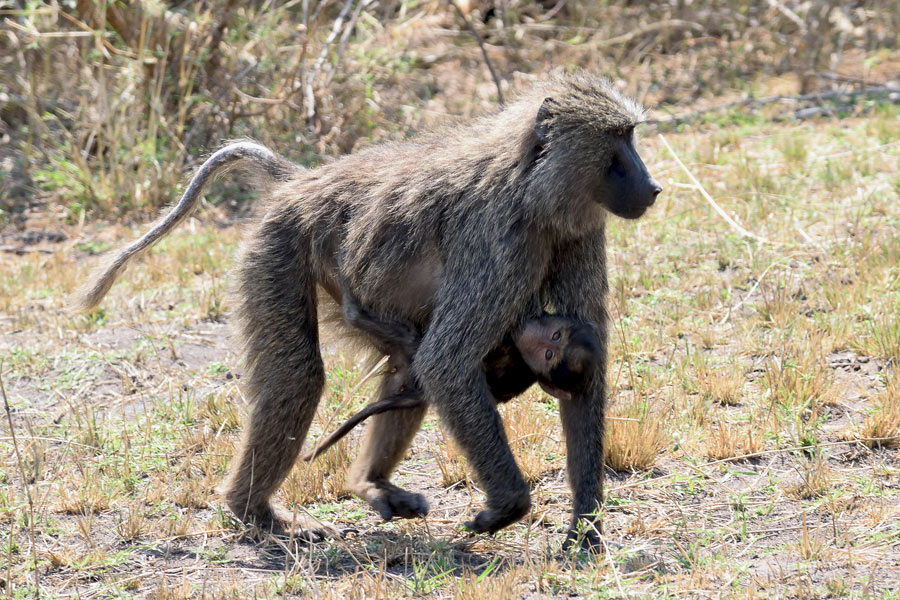 Rwanda - Là où traîne encore le Cri des Singes