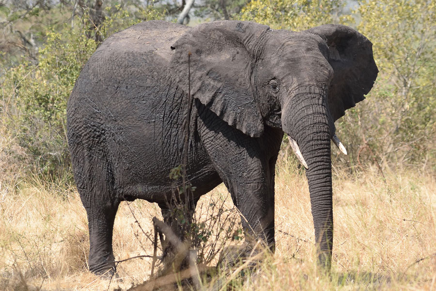 Rwanda - Là où traîne encore le Cri des Singes