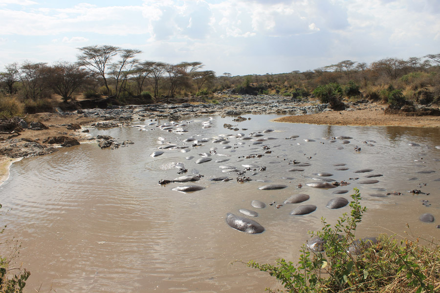 Tanzanie - Ngorongoro et Serengeti