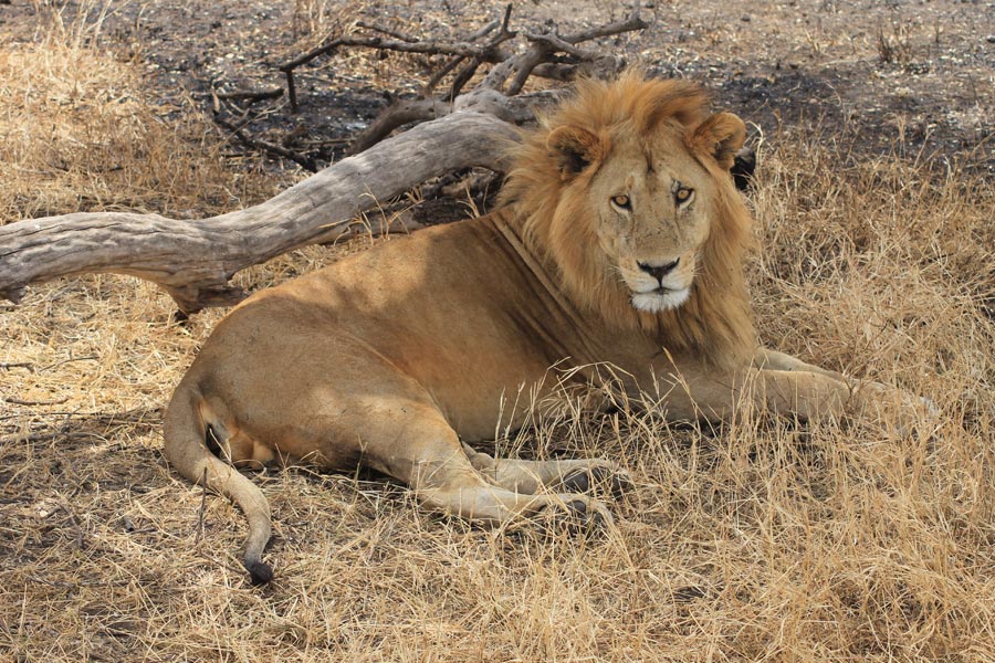 Tanzanie - Ngorongoro et Serengeti