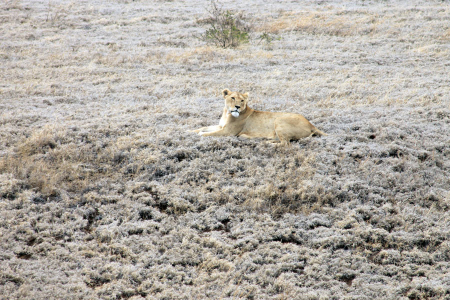 Tanzanie - Ngorongoro et Serengeti