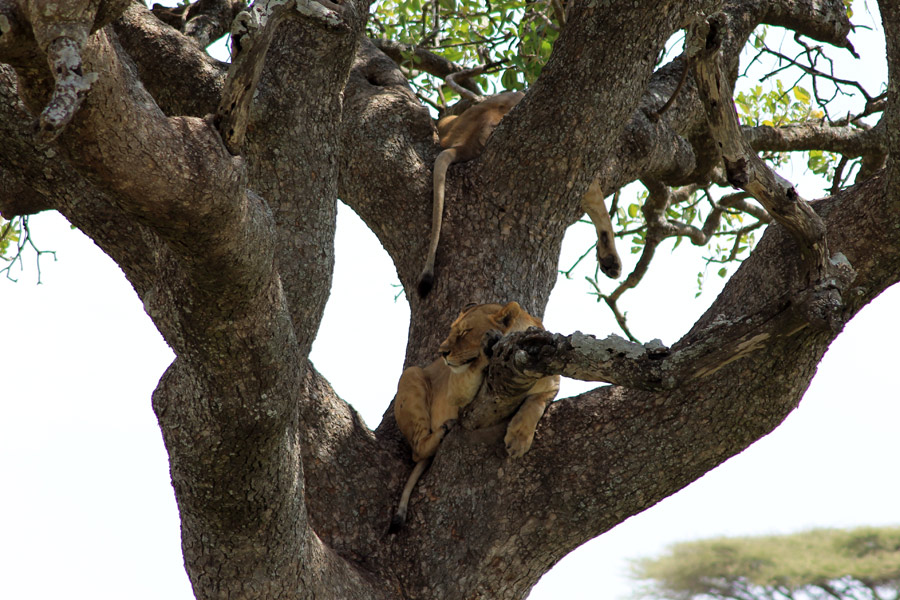 Tanzanie - Ngorongoro et Serengeti