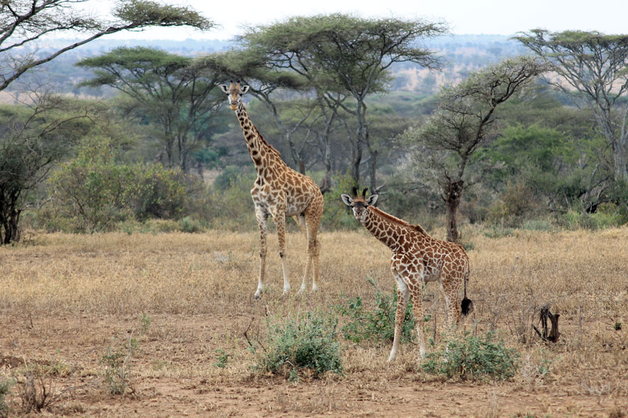 Tanzanie - Ngorongoro et Serengeti