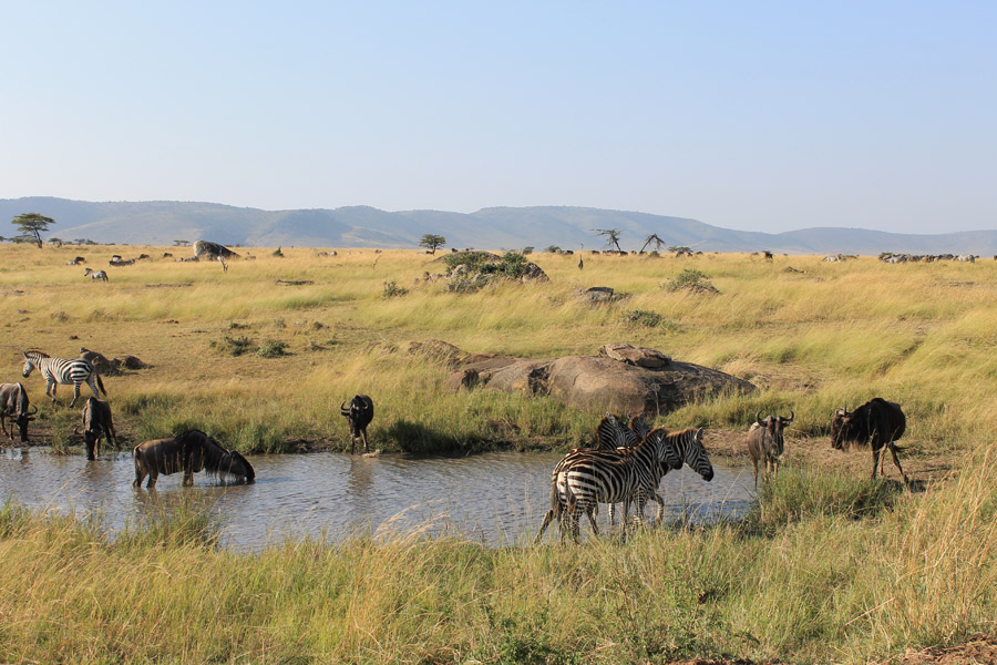 Tanzanie - Ngorongoro et Serengeti