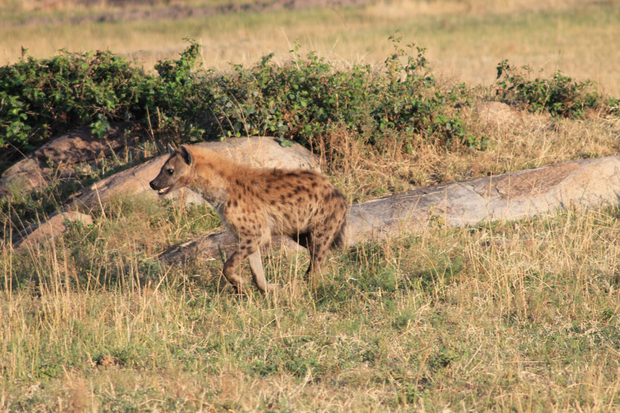 Tanzanie - Ngorongoro et Serengeti