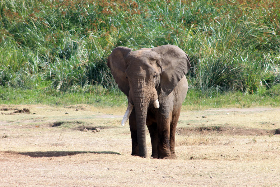 Tanzanie - Ngorongoro et Serengeti