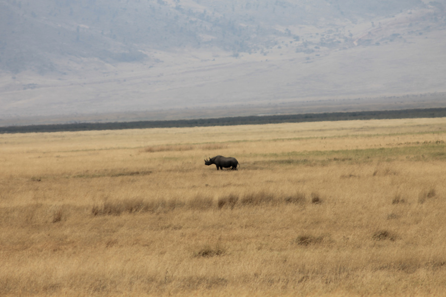 Tanzanie - Ngorongoro et Serengeti