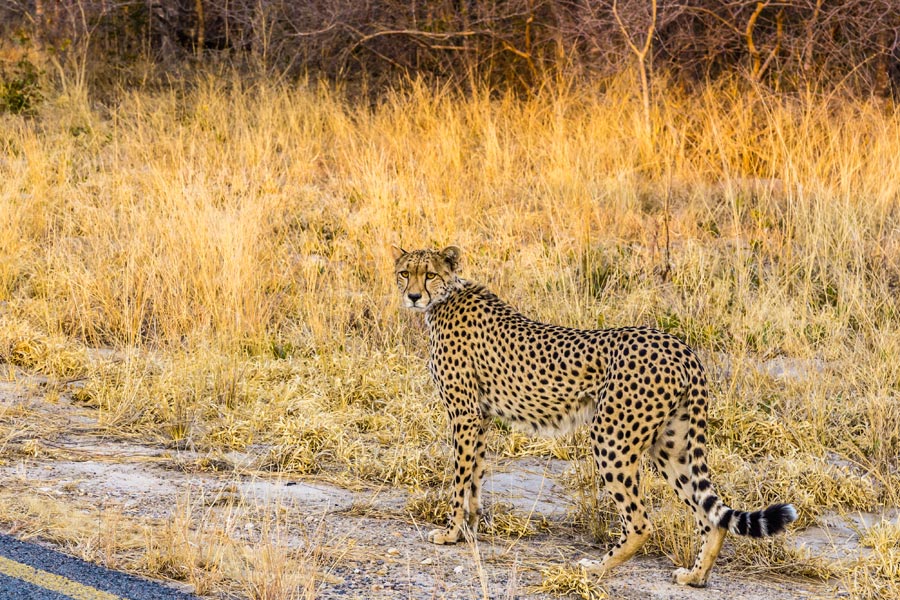 Zimbabwe - Triade de Parcs Nationaux au Zimbabwe