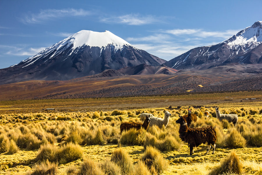 Bolivie - Entre ciel et terre au Parc national Sajama
