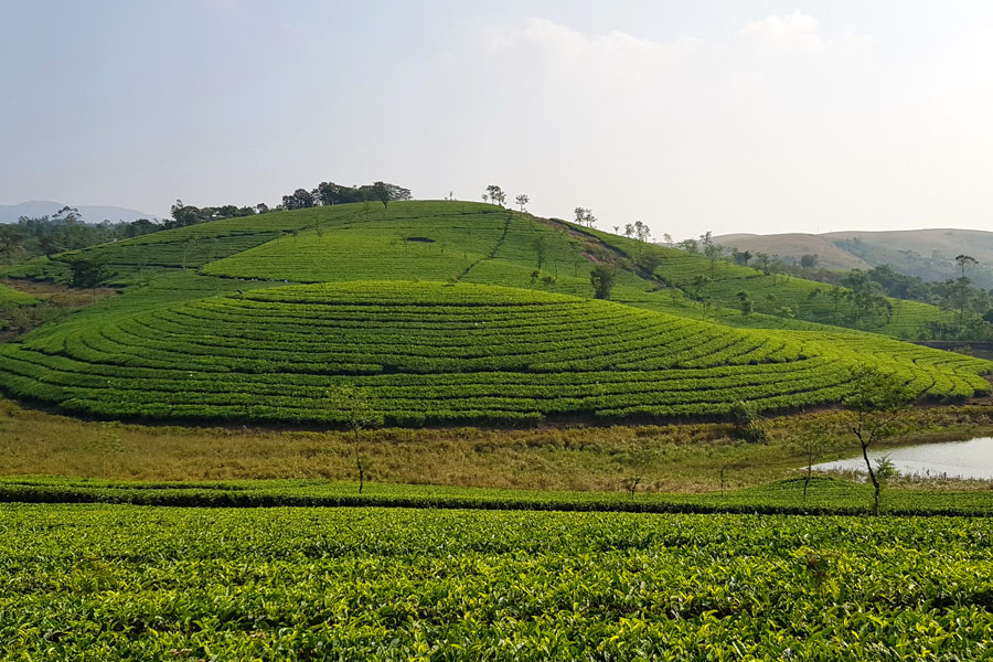 Inde - Au cœur des plantations de thé à Vagamon et Munnar