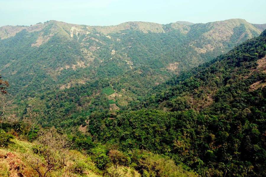 Inde - Au cœur des plantations de thé à Vagamon et Munnar