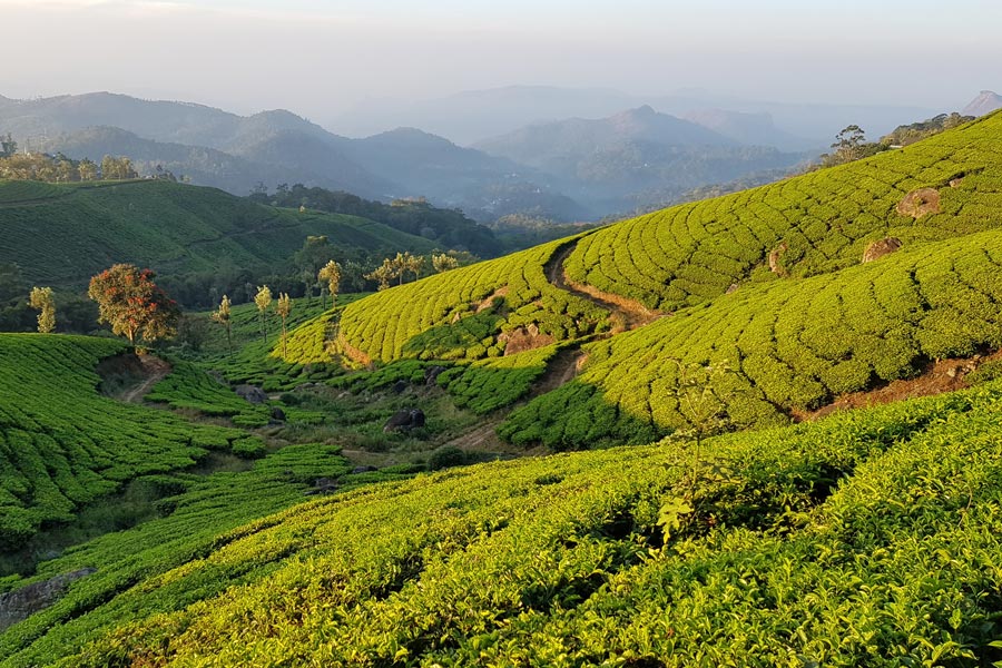 Inde - Au cœur des plantations de thé à Vagamon et Munnar