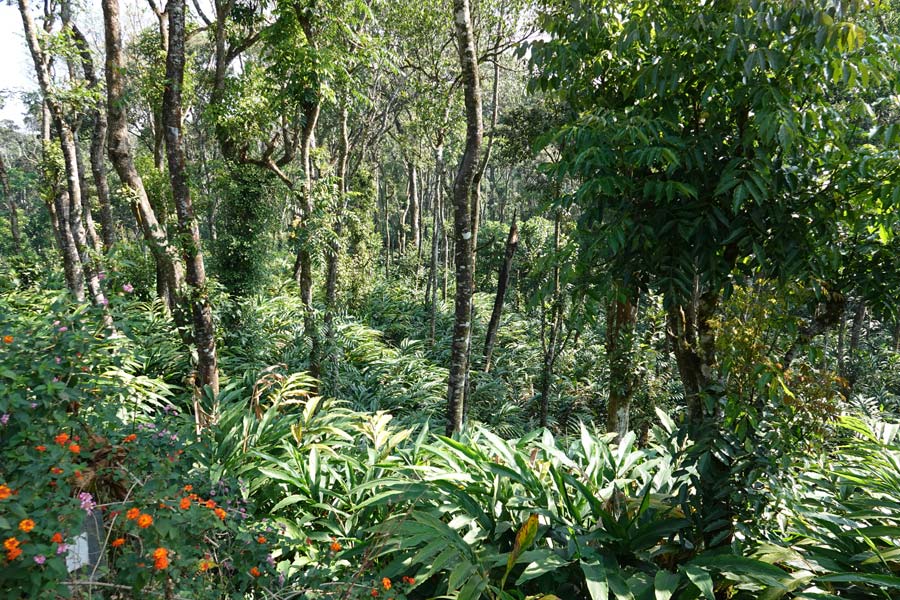 Inde - Au cœur des plantations de thé à Vagamon et Munnar