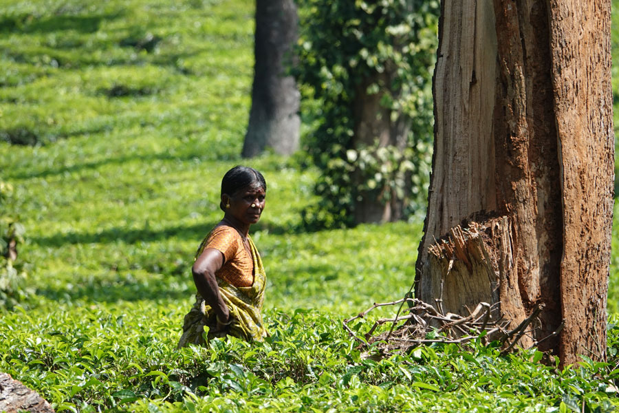 Inde - Au cœur des plantations de thé à Vagamon et Munnar