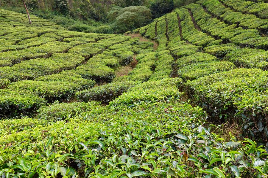 Inde - Au cœur des plantations de thé à Vagamon et Munnar