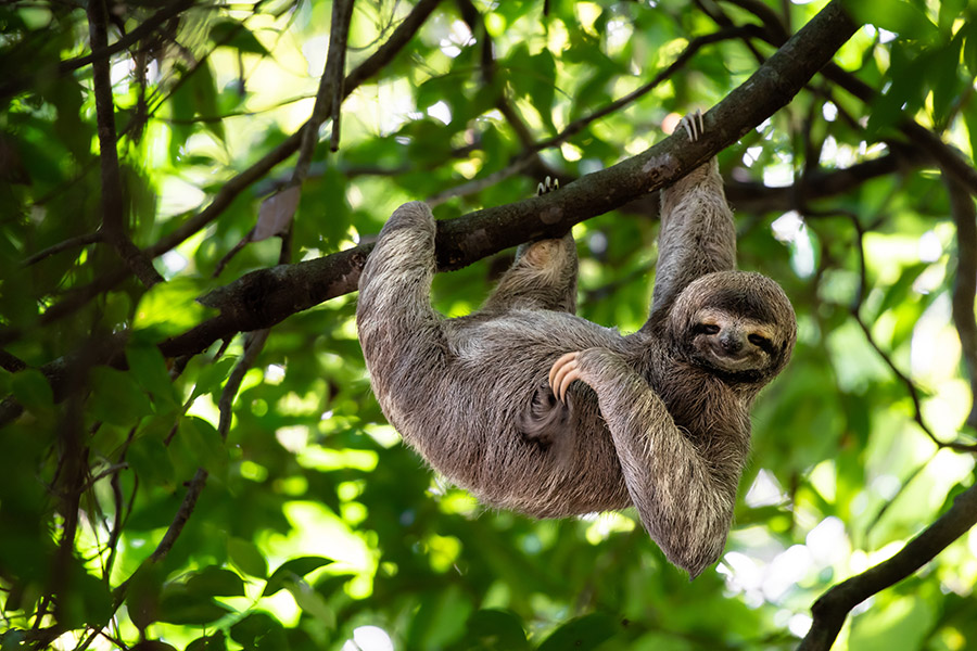 Costa Rica - Paradis de la Biodiversité