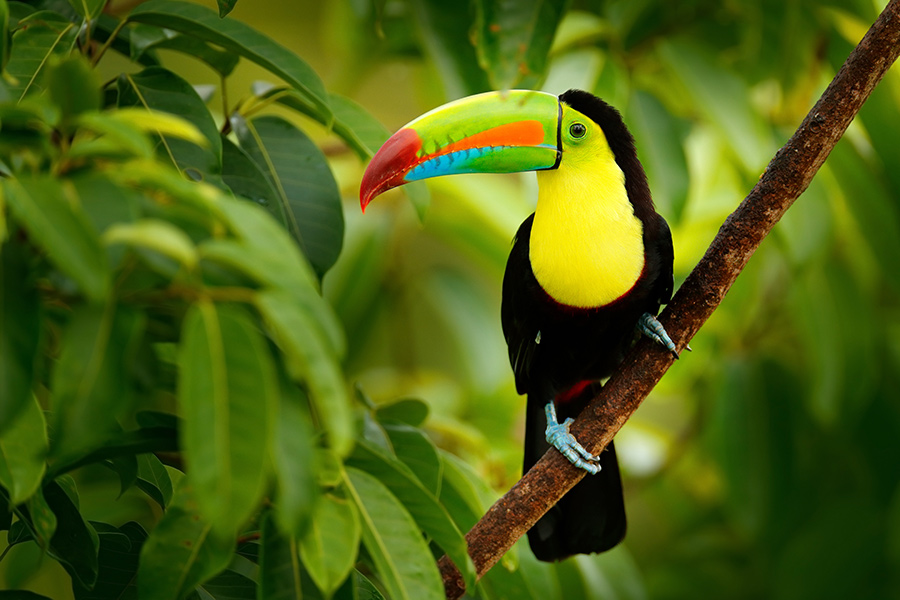 Costa Rica - Paradis de la Biodiversité