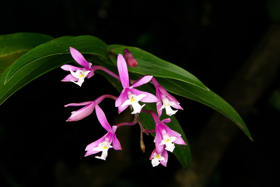 Costa Rica - Paradis de la Biodiversité