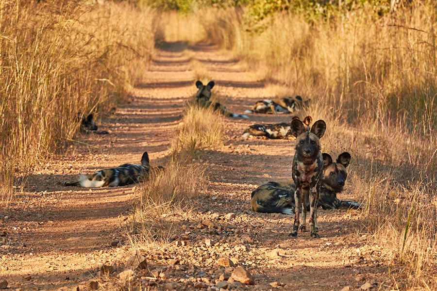 Zambie - Échappée Sauvage dans les Grands Parcs Nationaux