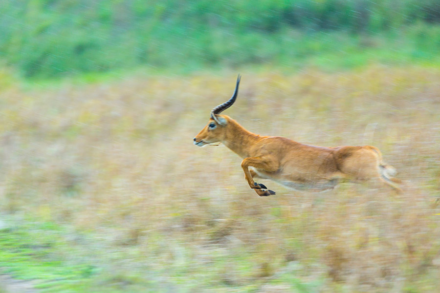 Zambie - Échappée Sauvage dans les Grands Parcs Nationaux