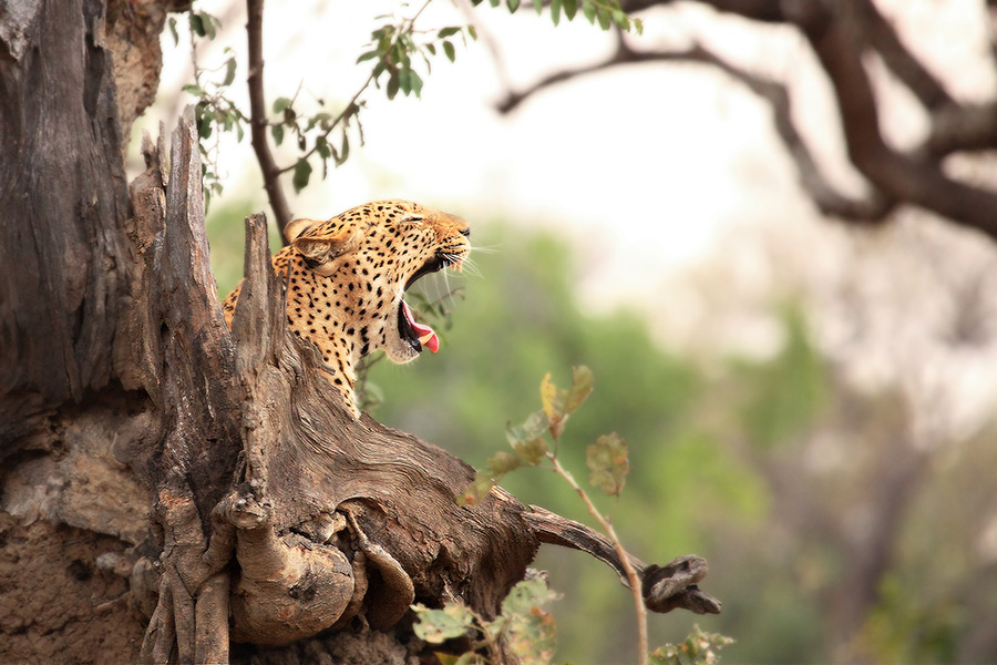 Zambie - Échappée Sauvage dans les Grands Parcs Nationaux