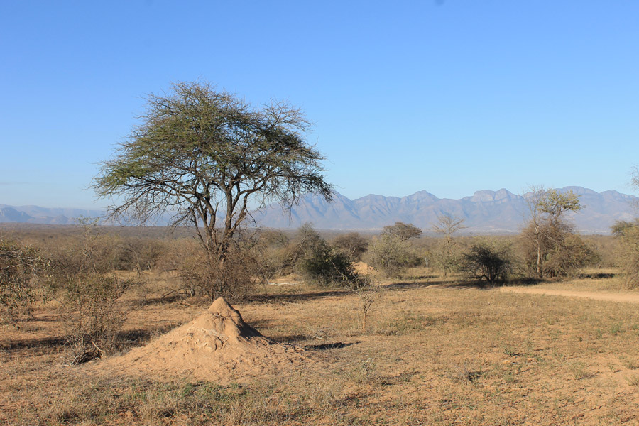 Afrique du Sud - Karongwe, un combat pour sauver les rhinos