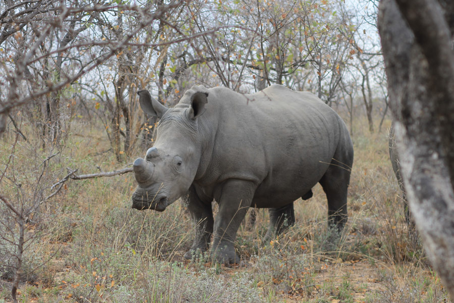 Afrique du Sud - Karongwe, un combat pour sauver les rhinos