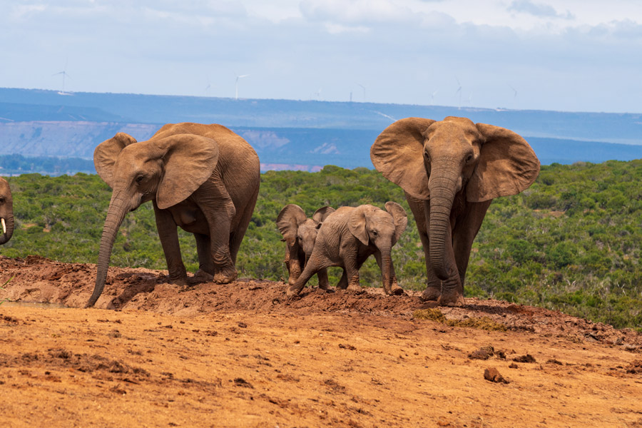 Afrique du Sud - A La Conquête des Big Five en Safari