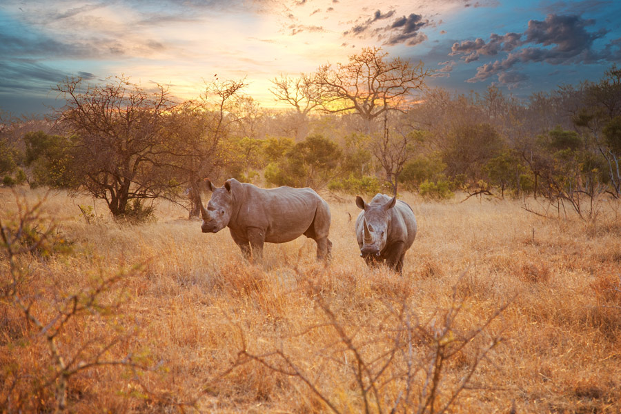 Afrique du Sud - A La Conquête des Big Five en Safari