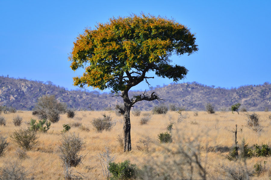 Afrique du Sud - Les Plantes Magiques d’Afrique du Sud