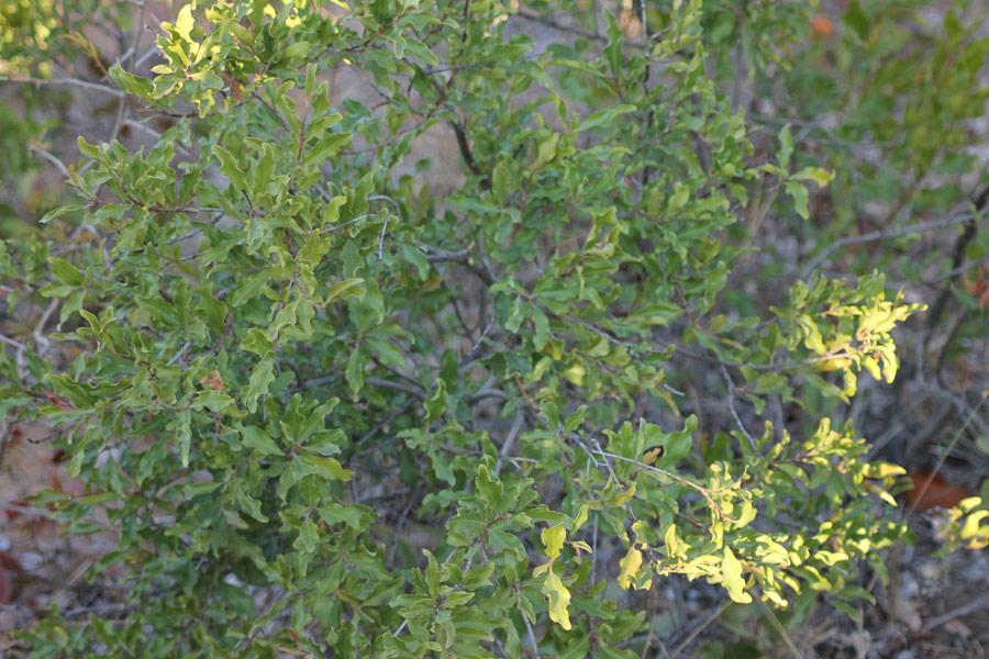 Afrique du Sud - Les Plantes Magiques d’Afrique du Sud