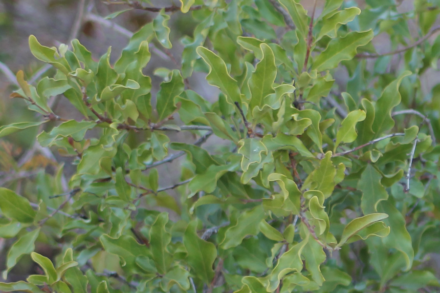 Afrique du Sud - Les Plantes Magiques d’Afrique du Sud