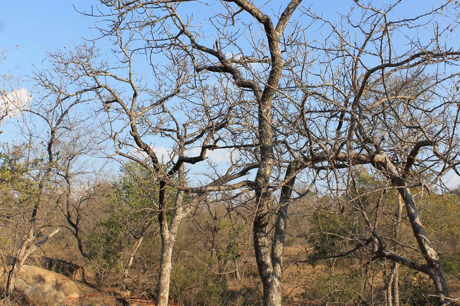 Afrique du Sud - Les Plantes Magiques d’Afrique du Sud