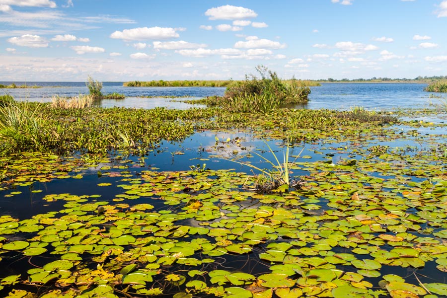 Argentine - Excursion aux Esteros del Ibera