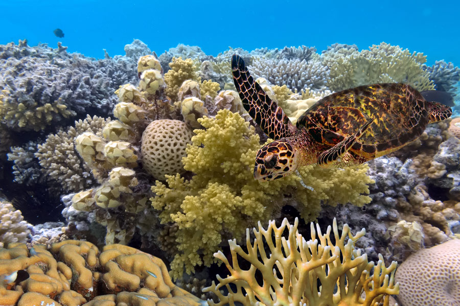 Australie - La grande barrière de corail