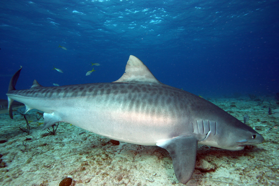 Bahamas - Un Univers Aquatique à Explorer en Liberté