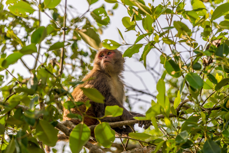 Bangladesh - La Forêt de Mangrove des Sundarbans