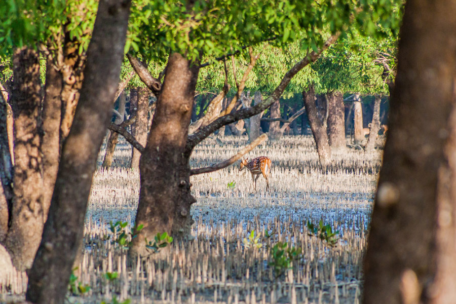 Bangladesh - La Forêt de Mangrove des Sundarbans