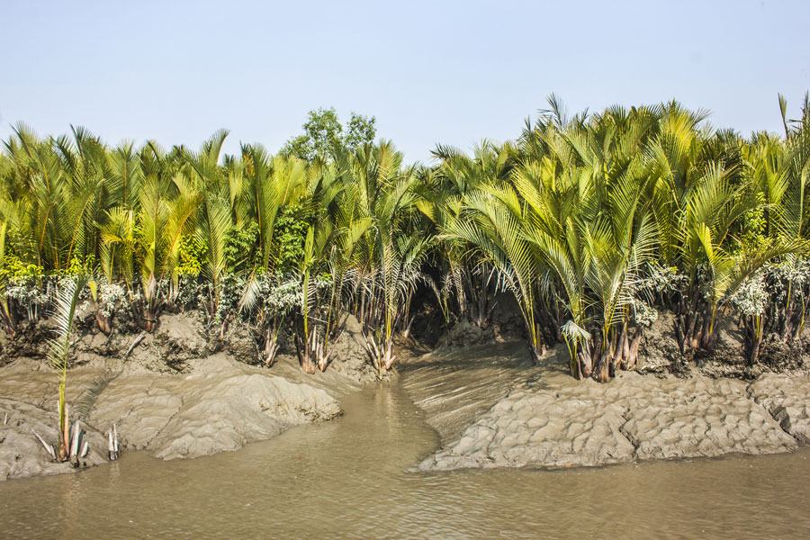 Bangladesh - La Forêt de Mangrove des Sundarbans