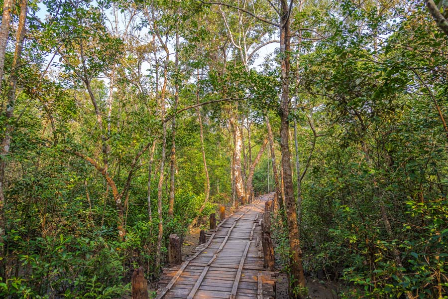 Bangladesh - La Forêt de Mangrove des Sundarbans