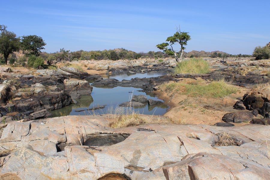 Botswana - Marcher parmi les Rhinos à Limpopo Lipadi