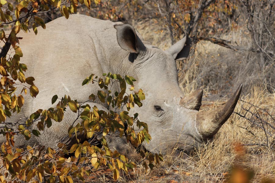 Botswana - Marcher parmi les Rhinos à Limpopo Lipadi