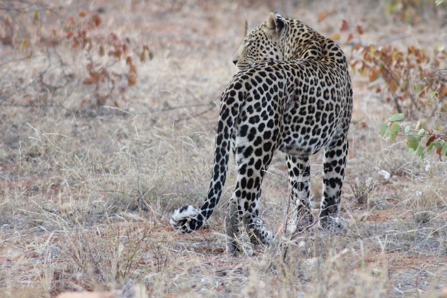 Botswana - Wild At Tuli