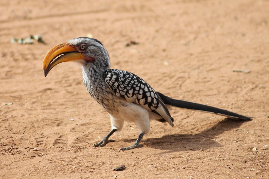 Botswana - Wild At Tuli