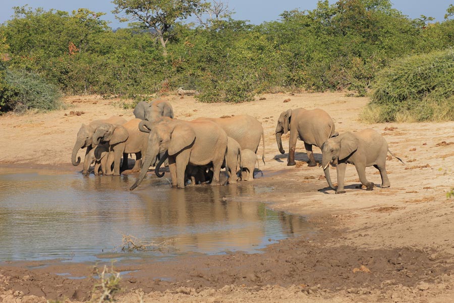 Botswana -Wild At Tuli