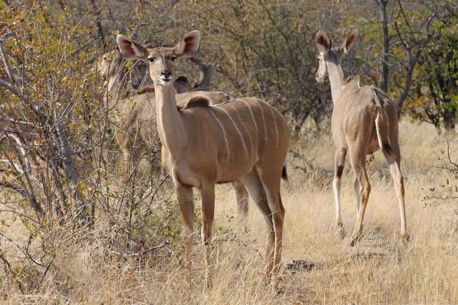 Botswana - Wild At Tuli